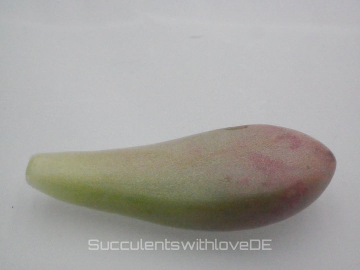 Pachyveria oviferum roseum "Pink moonstones" - seltene und schöne Sukkulente - Vermehrungsblatt oder Pflanze