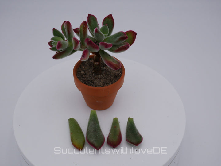 Echeveria pulvinata var. rubra - seltene und schöne Sukkulente - Vermehrungsblatt oder Pflanze