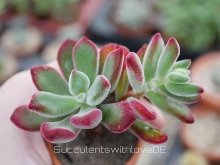 Echeveria pulvinata var. rubra - seltene und schöne Sukkulente - Vermehrungsblatt oder Pflanze