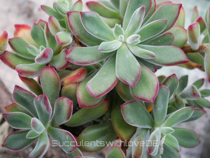 Echeveria pulvinata var. rubra - seltene und schöne Sukkulente - Vermehrungsblatt oder Pflanze