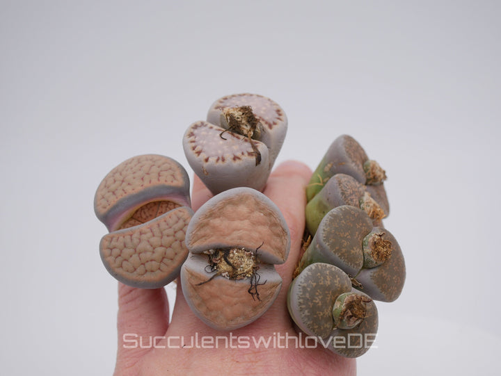 Lebende Steinpflanzen | Lithops Living Stone Sukkulenten | large