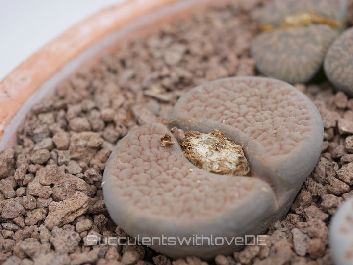 Lebende Steinpflanzen | Lithops Living Stone Sukkulenten | large