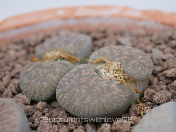 Lebende Steinpflanzen | Lithops Living Stone Sukkulenten | large