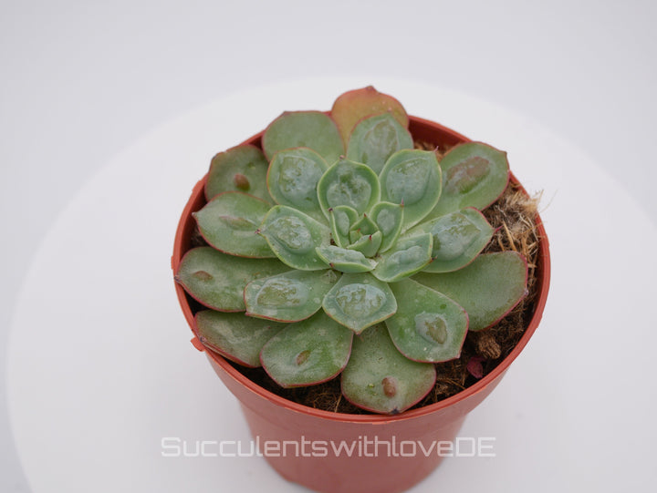 Echeveria 'Raindrops' - seltene und schöne Sukkulente - 1 x Vermehrungsblatt