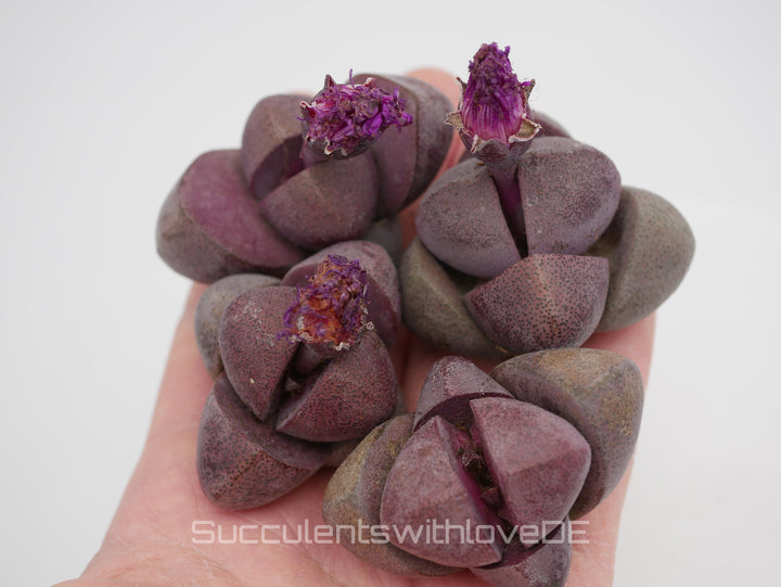 Großer Lebender Granit | Pleiospilos nelii 'Royal Flush' | Split Rock Living Stone Succulents | Size: Large