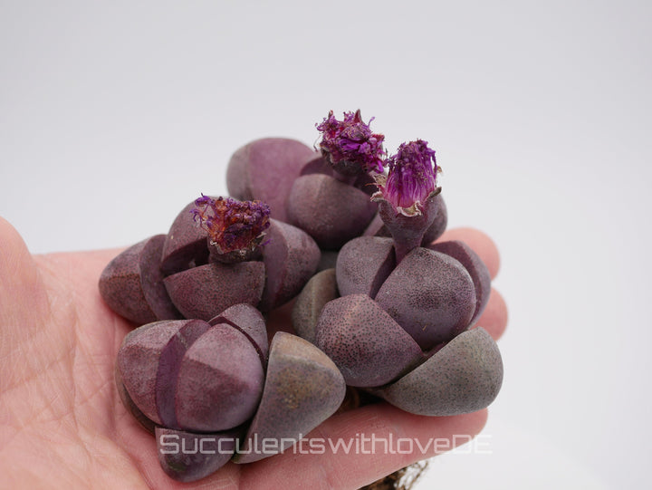 Großer Lebender Granit | Pleiospilos nelii 'Royal Flush' | Split Rock Living Stone Succulents | Size: Large