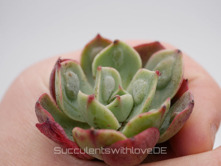 Echeveria 'Raindrops Bachata' - seltene und schöne Sukkulente - Vermehrungsblatt oder Pflanze