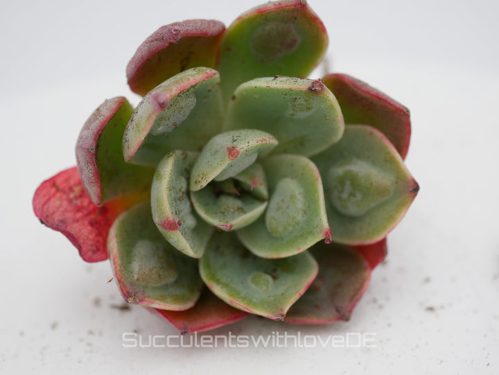 Echeveria 'Raindrops Bachata' - seltene und schöne Sukkulente - Vermehrungsblatt oder Pflanze