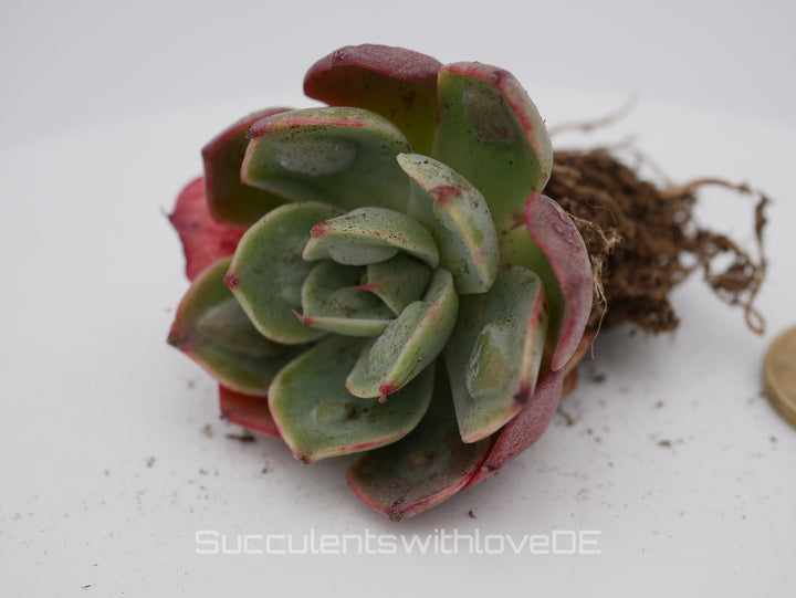 Echeveria 'Raindrops Bachata' - seltene und schöne Sukkulente - Vermehrungsblatt oder Pflanze