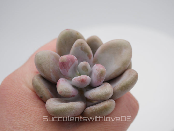 Graptopetalum amethystinum - pink - seltene und schöne Sukkulente - Vermehrungsblatt oder Pflanze