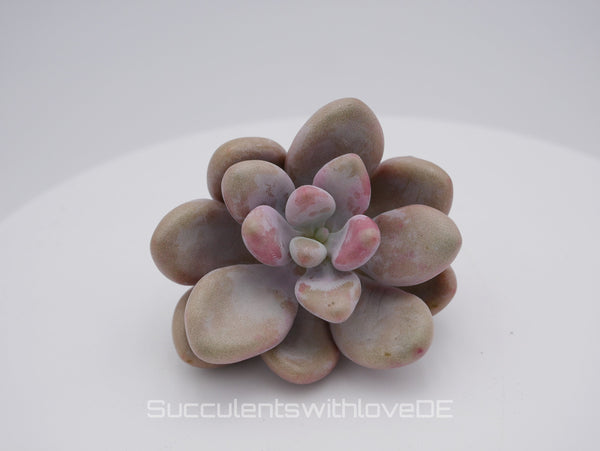 Graptopetalum amethystinum - pink - seltene und schöne Sukkulente - Vermehrungsblatt oder Pflanze