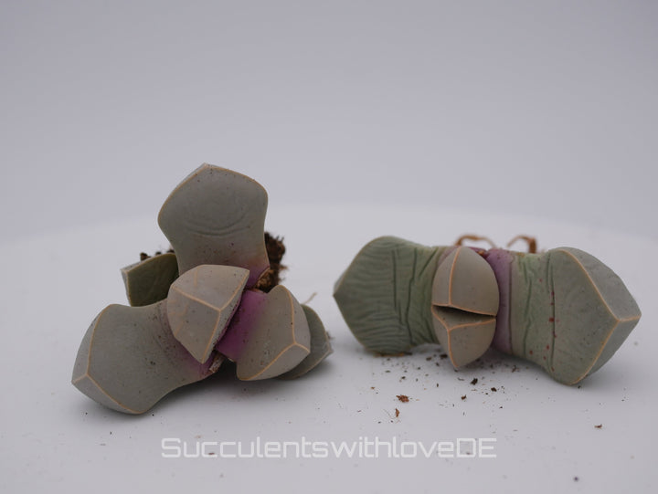 Lapidaria margaretae | Split Rock Living Stone Succulents | verschiedene Größen
