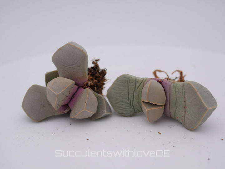 Lapidaria margaretae | Split Rock Living Stone Succulents | verschiedene Größen