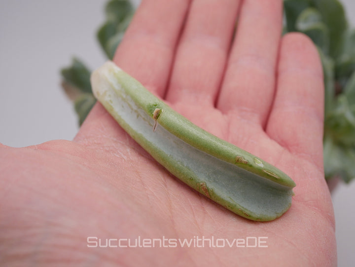 Echeveria runyonii 'Topsy Turvy' - schöne und seltene Sukkulente - Vermehrungsblatt oder Pflanze