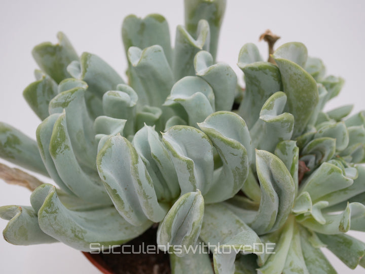 Echeveria runyonii 'Topsy Turvy' - schöne und seltene Sukkulente - Vermehrungsblatt oder Pflanze