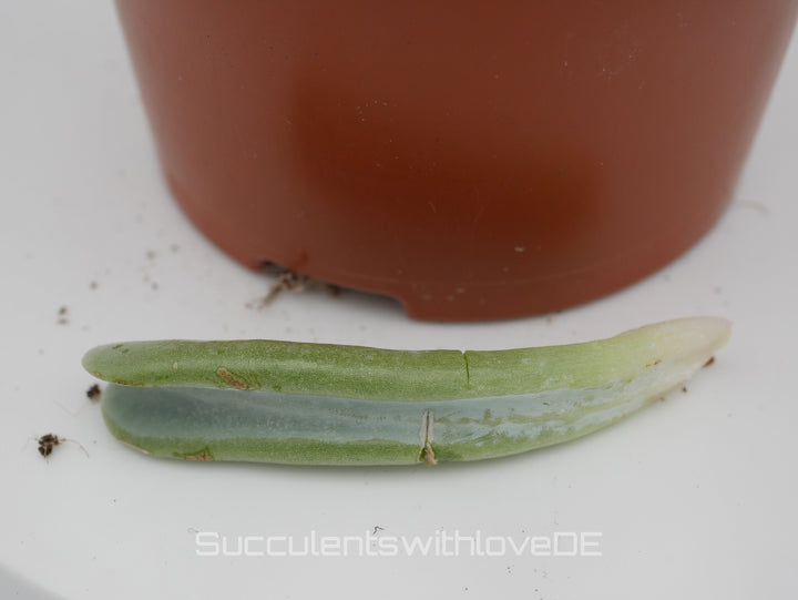 Echeveria runyonii 'Topsy Turvy' - schöne und seltene Sukkulente - Vermehrungsblatt oder Pflanze