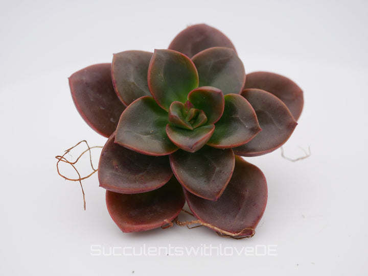 Echeveria 'Melaco' - schöne und seltene Sukkulente - Vermehrungsblatt oder Pflanze