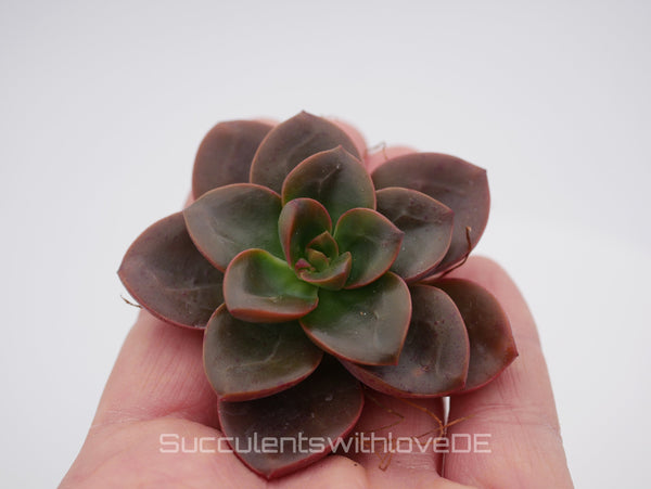 Echeveria 'Melaco' - schöne und seltene Sukkulente - Vermehrungsblatt oder Pflanze