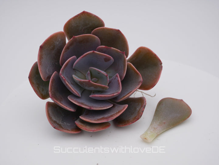 Echeveria 'Dusty Rose' - schöne und seltene Sukkulente - Vermehrungsblatt oder Pflanze