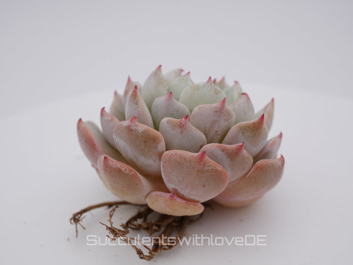 Echeveria 'cuspidata hybrid' - schöne und seltene Sukkulente - Vermehrungsblatt oder Pflanze