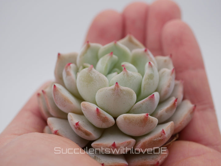 Echeveria 'cuspidata hybrid' - schöne und seltene Sukkulente - Vermehrungsblatt oder Pflanze