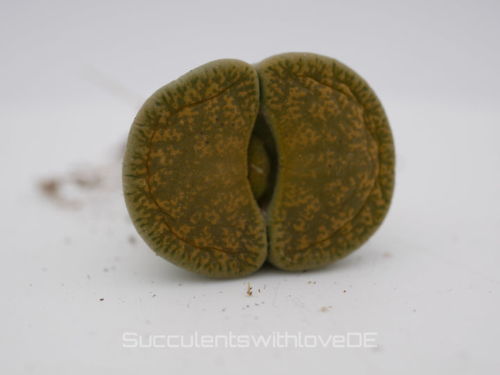 Lithops Living Stone | Lithops lesliei 'Albinica' als Doppelkopf