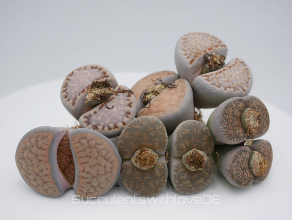 Lebende Steinpflanzen | Lithops Living Stone Sukkulenten | large