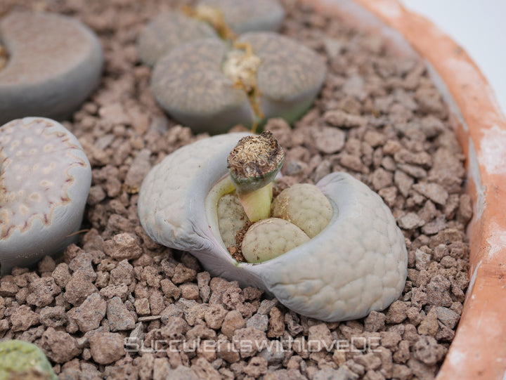 Lebende Steinpflanzen | Lithops Living Stone Sukkulenten | large