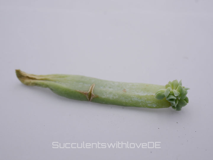 Echeveria runyonii 'Topsy Turvy' - schöne und seltene Sukkulente - Vermehrungsblatt oder Pflanze