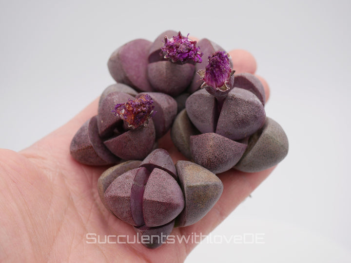 Großer Lebender Granit | Pleiospilos nelii 'Royal Flush' | Split Rock Living Stone Succulents | Size: Large