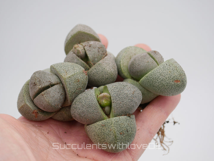Lebender Granit | Pleiospilos nelii | Split Rock Living Stone Succulents | Size: Large