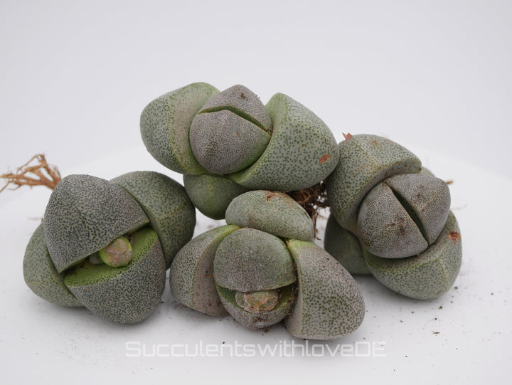 Lebender Granit | Pleiospilos nelii | Split Rock Living Stone Succulents | Size: Large