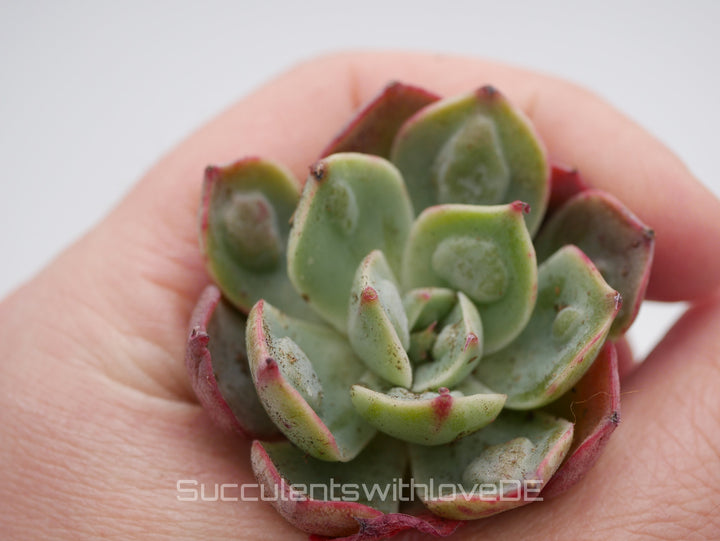 Echeveria 'Raindrops Bachata' - seltene und schöne Sukkulente - Vermehrungsblatt oder Pflanze