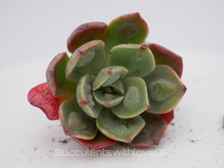 Echeveria 'Raindrops Bachata' - seltene und schöne Sukkulente - Vermehrungsblatt oder Pflanze