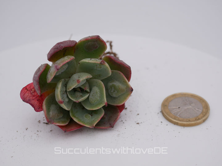 Echeveria 'Raindrops Bachata' - seltene und schöne Sukkulente - Vermehrungsblatt oder Pflanze