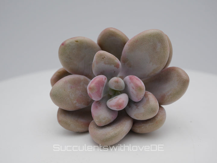 Graptopetalum amethystinum - pink - seltene und schöne Sukkulente - Vermehrungsblatt oder Pflanze