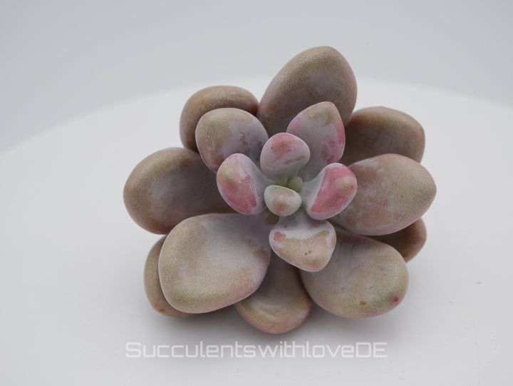 Graptopetalum amethystinum - pink - seltene und schöne Sukkulente - Vermehrungsblatt oder Pflanze