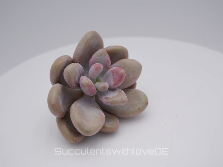 Graptopetalum amethystinum - pink - seltene und schöne Sukkulente - Vermehrungsblatt oder Pflanze