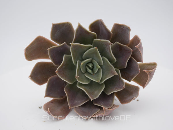 Echeveria 'Rob Roy' - schöne und seltene Sukkulente - Vermehrungsblatt oder Pflanze