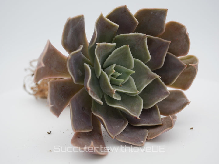 Echeveria 'Rob Roy' - schöne und seltene Sukkulente - Vermehrungsblatt oder Pflanze