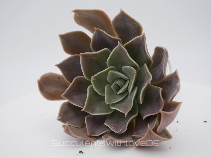 Echeveria 'Rob Roy' - schöne und seltene Sukkulente - Vermehrungsblatt oder Pflanze
