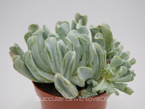 Echeveria runyonii 'Topsy Turvy' - schöne und seltene Sukkulente - Vermehrungsblatt oder Pflanze