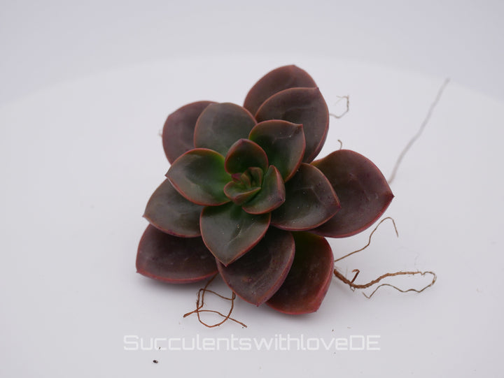 Echeveria 'Melaco' - schöne und seltene Sukkulente - Vermehrungsblatt oder Pflanze