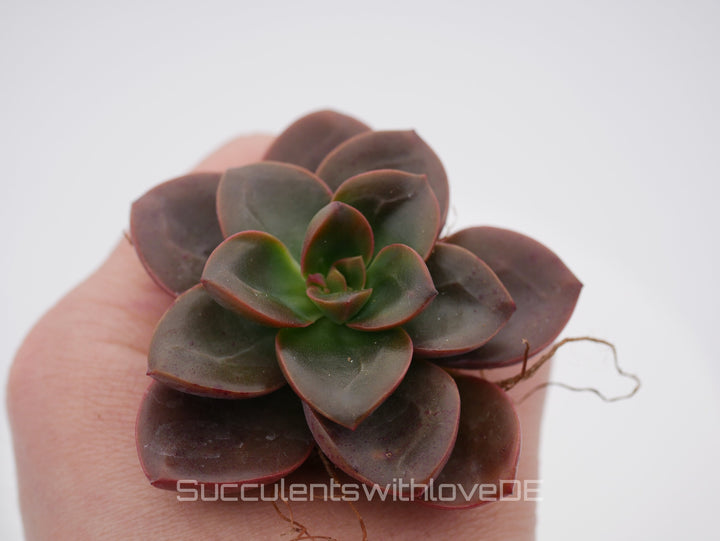 Echeveria 'Melaco' - schöne und seltene Sukkulente - Vermehrungsblatt oder Pflanze