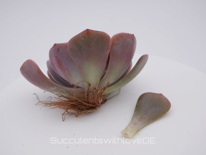 Echeveria 'Dusty Rose' - schöne und seltene Sukkulente - Vermehrungsblatt oder Pflanze