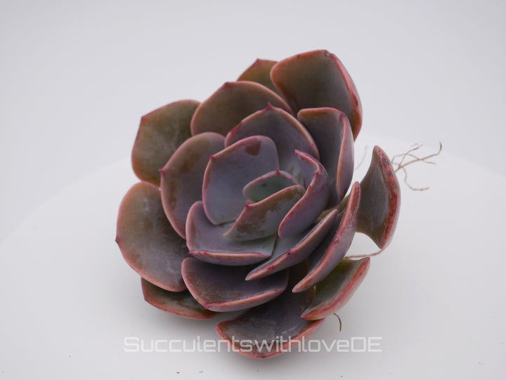 Echeveria 'Dusty Rose' - schöne und seltene Sukkulente - Vermehrungsblatt oder Pflanze