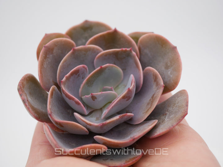 Echeveria 'Dusty Rose' - schöne und seltene Sukkulente - Vermehrungsblatt oder Pflanze