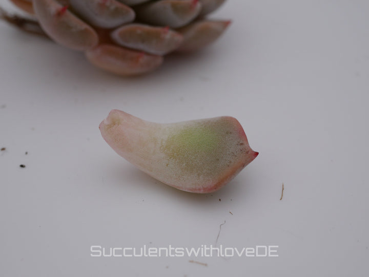 Echeveria 'cuspidata hybrid' - schöne und seltene Sukkulente - Vermehrungsblatt oder Pflanze