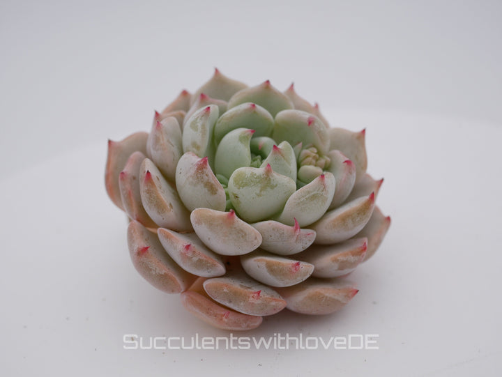 Echeveria 'cuspidata hybrid' - schöne und seltene Sukkulente - Vermehrungsblatt oder Pflanze