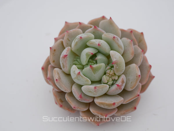 Echeveria 'cuspidata hybrid' - schöne und seltene Sukkulente - Vermehrungsblatt oder Pflanze